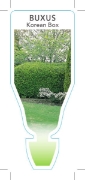 Picture of BUXUS MICROPHYLLA VAR MICROPHYLLA KOREAN BOX                                                                                                          