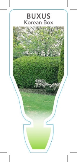 Picture of BUXUS MICROPHYLLA VAR MICROPHYLLA KOREAN BOX                                                                                                          