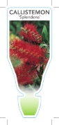 Picture of CALLISTEMON CITRINUS SPLENDENS SYN. C. ENDEAVOUR                                                                                                      