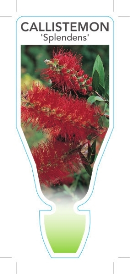 Picture of CALLISTEMON CITRINUS SPLENDENS SYN. C. ENDEAVOUR                                                                                                      