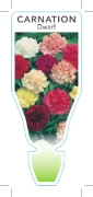 Picture of **ANNUAL DIANTHUS CARNATION DWARF (Dianthus caryophyllus)                                                                                             