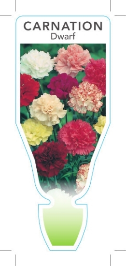 Picture of **ANNUAL DIANTHUS CARNATION DWARF (Dianthus caryophyllus)                                                                                             