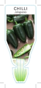 Picture of VEGETABLE CHILLI JALAPENO (Capsicum annuum)                                                                                                           