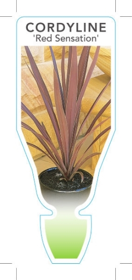 Picture of CORDYLINE RED SENSATION                                                                                                                               