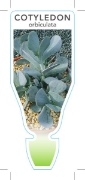 Picture of **SUCCULENT COTYLEDON ORBICULATA                                                                                                                      