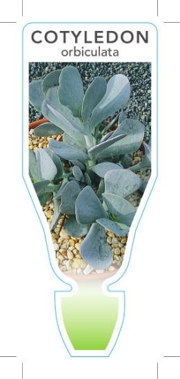 Picture of **SUCCULENT COTYLEDON ORBICULATA                                                                                                                      