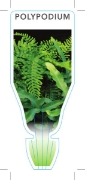 Picture of FERN POLYPODIUM (UNNAMED VARIETY)                                                                                                                     