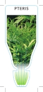 Picture of FERN PTERIS (UNNAMED VARIETY)                                                                                                                         