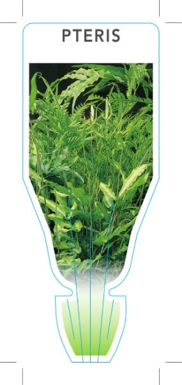 Picture of FERN PTERIS (UNNAMED VARIETY)                                                                                                                         