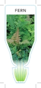Picture of FERN MIXED PICTURE (UNNAMED VARIETY)                                                                                                                  