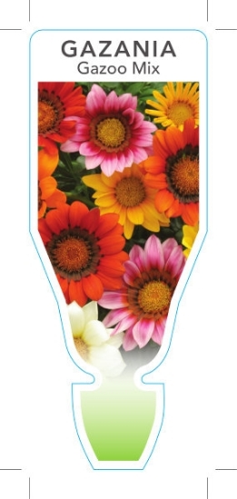 Picture of ANNUAL GAZANIA GAZOO MIX (Gazania rigens)                                                                                                             