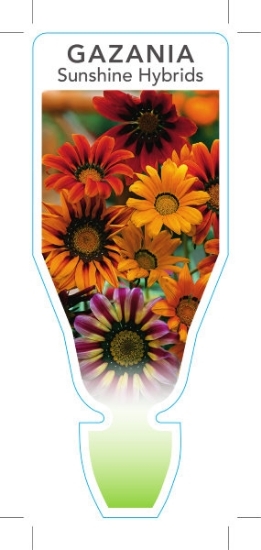 Picture of ANNUAL GAZANIA SUNSHINE HYBRIDS                                                                                                                       
