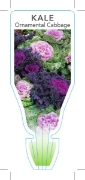 Picture of ANNUAL KALE ORNAMENTAL CABBAGE (Brassica oleracea)                                                                                                    