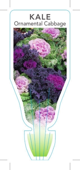 Picture of ANNUAL KALE ORNAMENTAL CABBAGE (Brassica oleracea)                                                                                                    