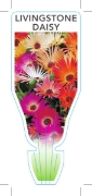 Picture of ANNUAL LIVINGSTONE DAISY MIXED (Dorotheanthus bellidiformis)                                                                                          