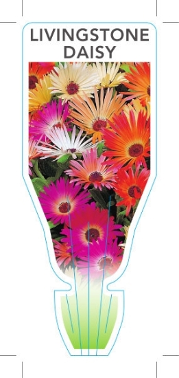 Picture of ANNUAL LIVINGSTONE DAISY MIXED (Dorotheanthus bellidiformis)                                                                                          