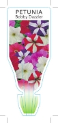 Picture of ANNUAL PETUNIA BOBBY DAZZLER (Petunia x hybrida)                                                                                                      