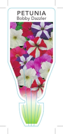 Picture of ANNUAL PETUNIA BOBBY DAZZLER (Petunia x hybrida)                                                                                                      