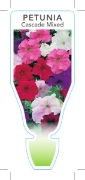 Picture of ANNUAL PETUNIA CASCADE MIXED (Petunia x hybrida)                                                                                                      