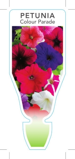 Picture of ANNUAL PETUNIA COLOUR PARADE (Petunia x hybrida)                                                                                                      