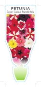 Picture of ANNUAL PETUNIA SUPER COLOUR PARADE MIX (Petunia x hybrida)                                                                                            