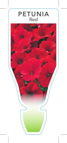 Picture of ANNUAL PETUNIA RED (Petunia x hybrida)                                                                                                                