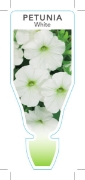 Picture of ANNUAL PETUNIA WHITE (Petunia x hybrida)                                                                                                              