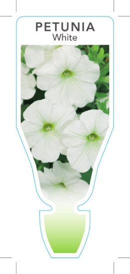 Picture of ANNUAL PETUNIA WHITE (Petunia x hybrida)                                                                                                              