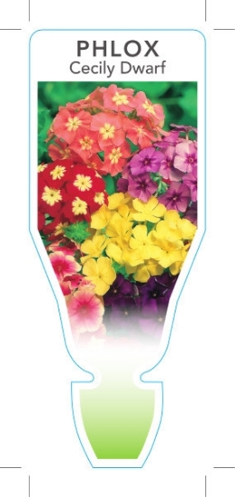 Picture of ANNUAL PHLOX CECILY DWARF (Phlox hybrid)                                                                                                              