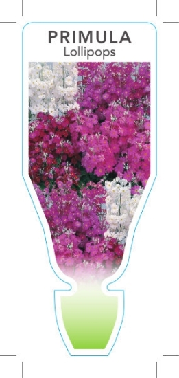 Picture of ANNUAL PRIMULA LOLLIPOPS (Primula malacoides)                                                                                                         