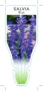 Picture of ANNUAL SALVIA BLUE (Salvia farinacea)                                                                                                                 