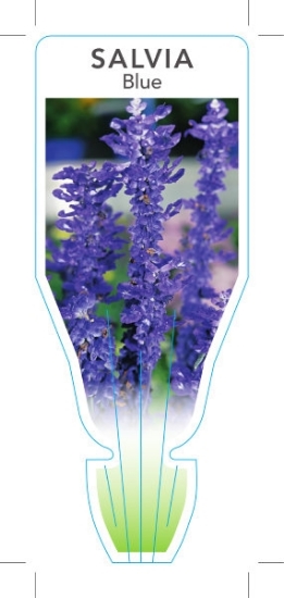 Picture of ANNUAL SALVIA BLUE (Salvia farinacea)                                                                                                                 