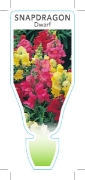Picture of ANNUAL SNAPDRAGON DWARF (Antirrhinum majus)                                                                                                           