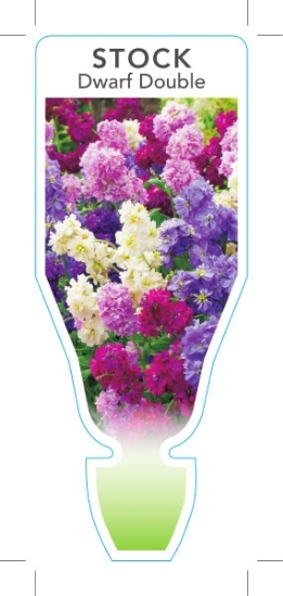 Picture of ANNUAL STOCK DOUBLE DWARF (Matthiola incana)                                                                                                          