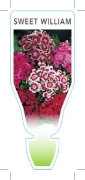 Picture of ANNUAL SWEET WILLIAM WEE WILLIE DWARF (Dianthus barbatus)                                                                                             