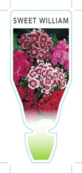 Picture of ANNUAL SWEET WILLIAM WEE WILLIE DWARF (Dianthus barbatus)                                                                                             