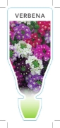 Picture of **ANNUAL VERBENA MIXED PICTURE (Verbena x hybrida)                                                                                                    