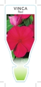 Picture of ANNUAL VINCA RED (Catharanthus roseus)                                                                                                                
