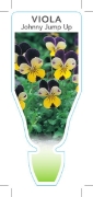 Picture of ANNUAL VIOLA JOHNNY JUMP UP (Viola cornuta)                                                                                                           