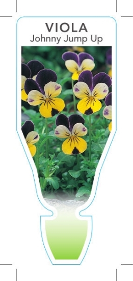 Picture of ANNUAL VIOLA JOHNNY JUMP UP (Viola cornuta)                                                                                                           