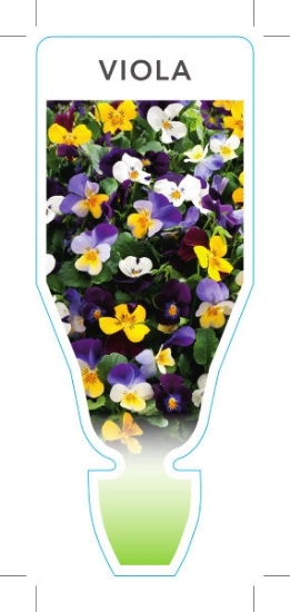 Picture of ANNUAL VIOLA MIXED PICTURE (Viola cornuta)                                                                                                            