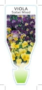 Picture of ANNUAL VIOLA SORBET MIXED (Viola cornuta hybrid)                                                                                                      