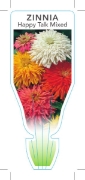 Picture of ANNUAL ZINNIA HAPPY TALK MIXED  (Zinnia elegans)                                                                                                      