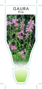 Picture of GAURA LINDHEIMERI PINK                                                                                                                                