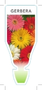 Picture of ANNUAL GERBERA MIXED PICTURE (UNNAMED VARIETY)                                                                                                        