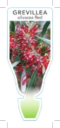 Picture of GREVILLEA OLIVACEA RED OLIVE LEAF                                                                                                                     