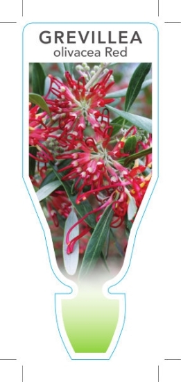 Picture of GREVILLEA OLIVACEA RED OLIVE LEAF                                                                                                                     