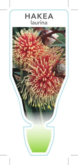 Picture of HAKEA LAURINA PINCUSHION HAKEA                                                                                                                        