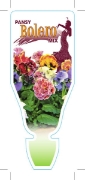 Picture of ANNUAL PANSY BOLERO (Viola x wittrockiana)                                                                                                            