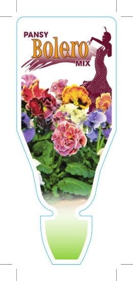 Picture of ANNUAL PANSY BOLERO (Viola x wittrockiana)                                                                                                            